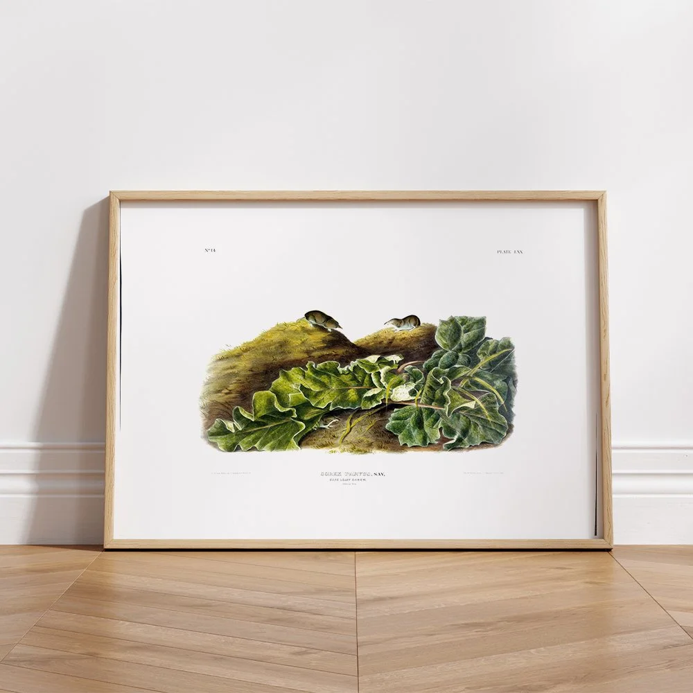 Brown or Norway Rat - Plate 54 — Audubon Art Prints